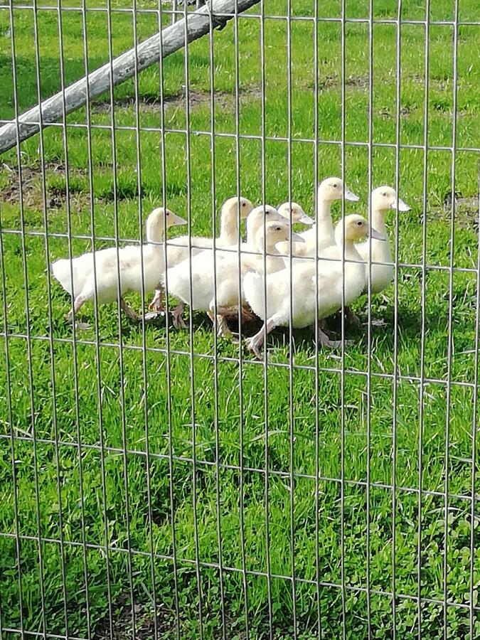 Haeuschen Im Gruenen Villa Jornstorf Buitenkant foto